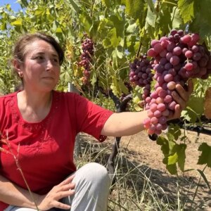 emekli muhendis uzum bahcesiyle hayalini gerceklestiriyor NIOsbY3y