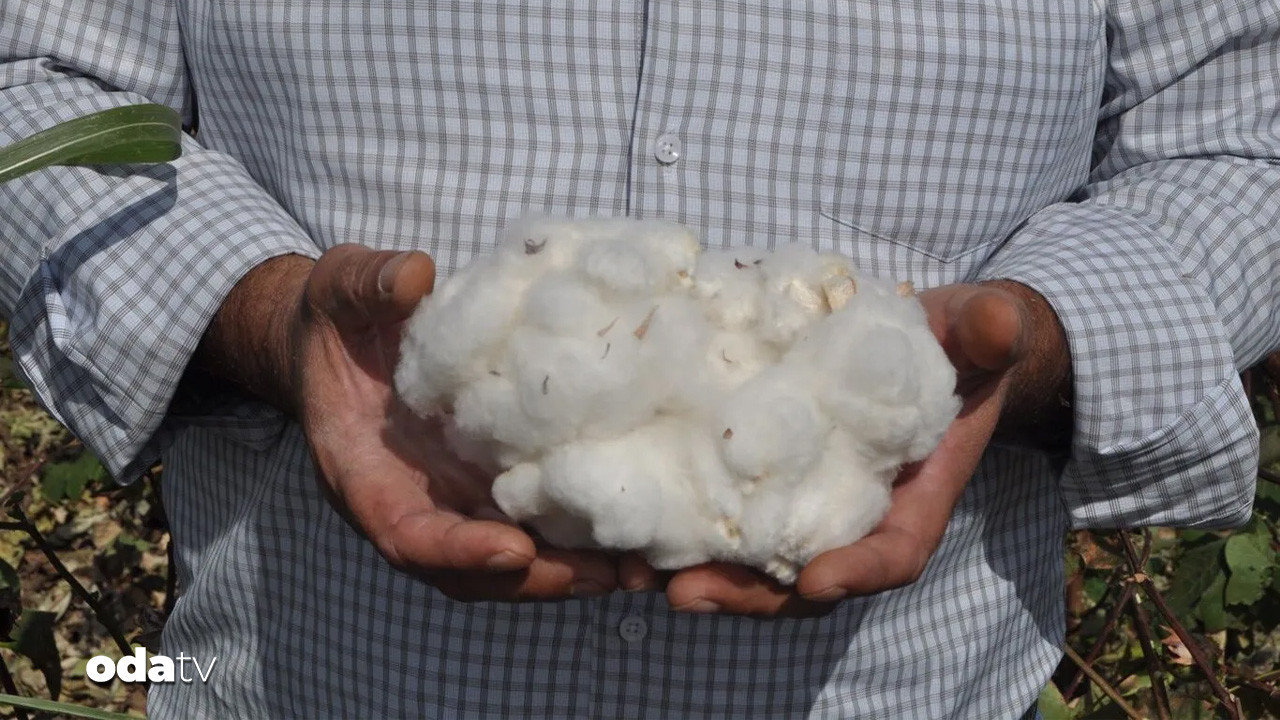 amik ciftcisi dertli pamuk fiyatlari can yakti cnpgXNXQ