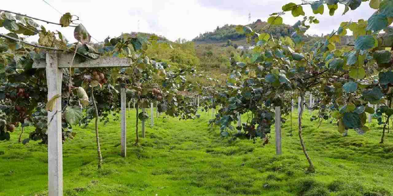 4 bin ton rekolte bekleniyor kilogram fiyati belli oldu jmBQ2faP.jpg