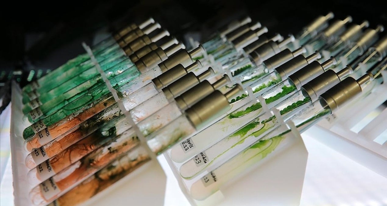 turk bilim insanlarindan dunya capinda bulus murekkep baligindan dogal gunes kremi ZmAAnx5Y.jpg