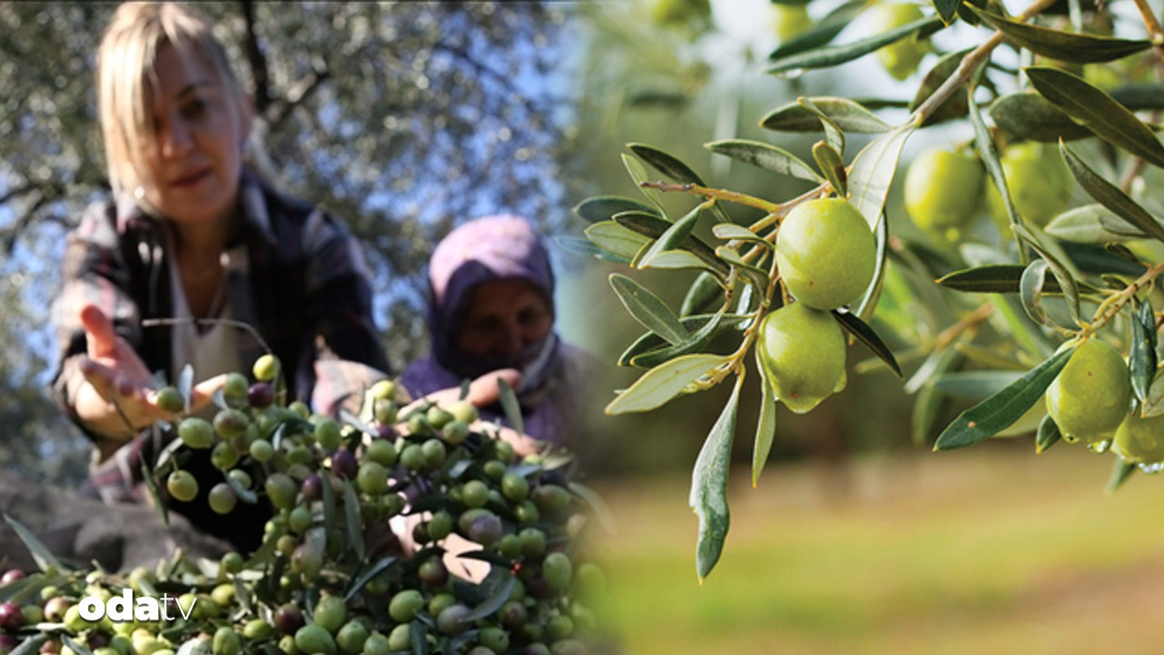 zeytinde yok yili denildi alim fiyatlari belli oldu ESSEsRNi.jpg