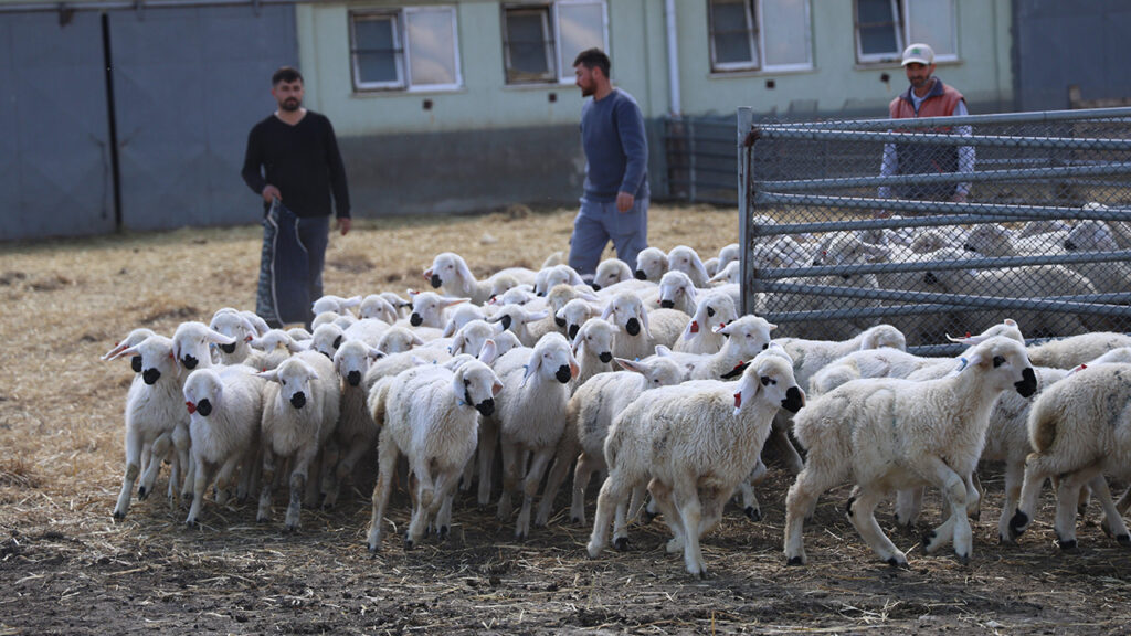 Kuzular Annelerini Kokusundan Buldu: Anneler Günü’nde Duygusal Anlar