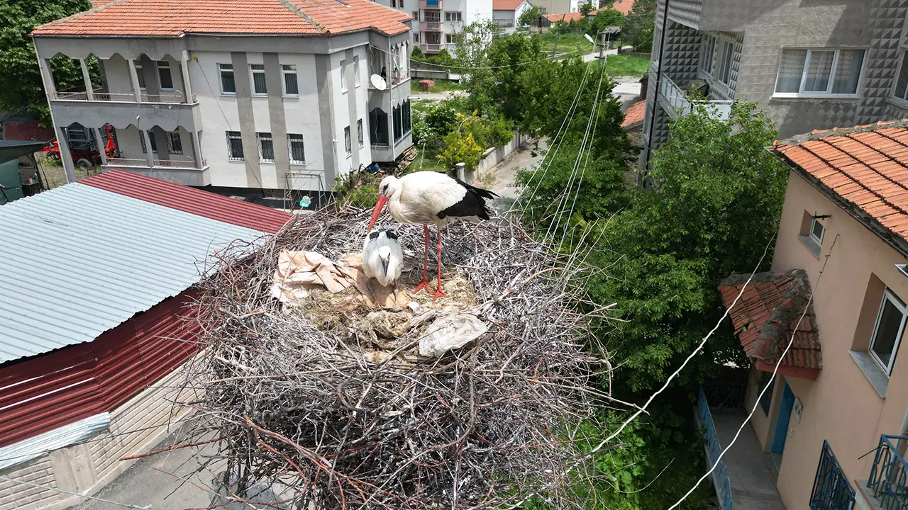 Sivas Şarkışla’da ‘leylekli mahalle’ sakinlerinden örnek karar: Yuvalı direkler kaldırılmayacak
